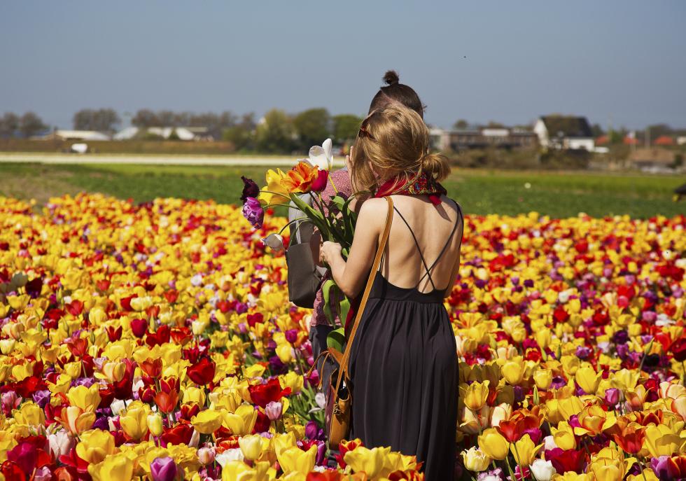 Tulip Season: Where and How to See Them